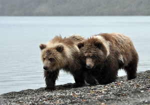 Медведь напал на приморца в районе города Спутник