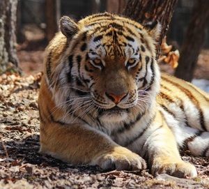 Тигр тревожит жителей села в Приморье