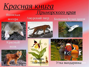 Порядок использования краснокнижных животных и растений утвержден в Приморье