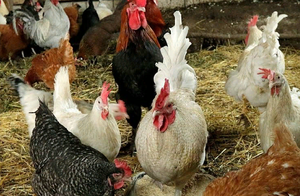 Верховный суд запретил разводить сельскохозяйственных животных на садовых участках