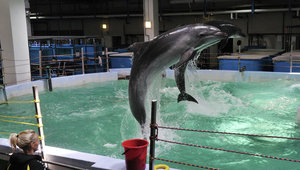  Рыба или вода: могли ли отравить дельфинов в Приморском океанариуме
