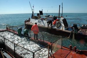 Приморские рыбаки установили исторический максимум по добыче горбуши