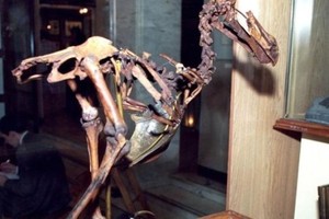 Впервые за столетие на аукцион выставят скелет додо 