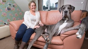 Немецкий дог из Великобритании признан самой большой собакой в мире