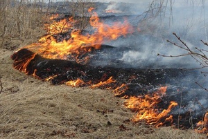 Из-за палов в Приморье выгорели 13,5 тысяч га леса и земли сельхозназначения 