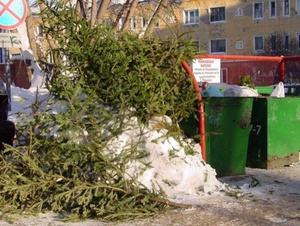 Куда во Владивостоке девать живую елку после праздников: инструкция по применению