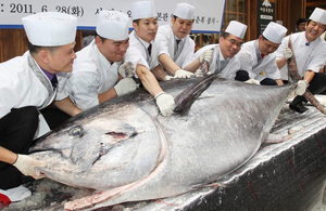 Голубой тунец ушел за 640 тысяч долларов на рыбном рынке в Японии