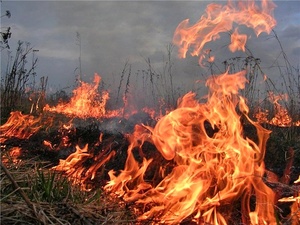 Два дома, автомобиль, пилорама и четыре столба ЛЭП сгорели в Приморье из-за палов травы