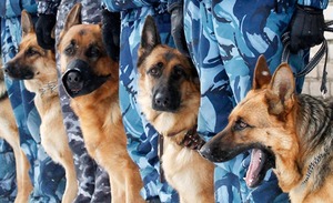 Полицейские спустят всех собак во Владивостоке
