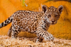 Зоопарк Приморья мечтает о ягуаре