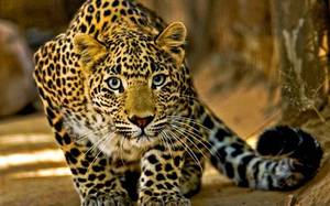 В Приморье разведут леопардов