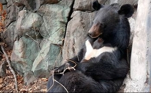 В Приморском сафари-парке проснулись медведи с барсучихой