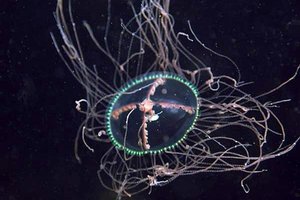 У берегов Приморья вероятно появление опасных медуз