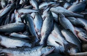Рыболовецкий колхоз в Приморье ответил за браконьерство на сумму почти 3 миллиона рублей