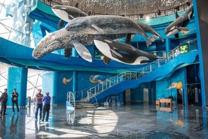 Приморский океанариум будет закрыт для посетителей один день в неделю 
