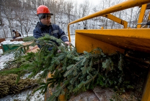 5 тонн новогодних ёлок пошли на отопление квартир во Владивостоке