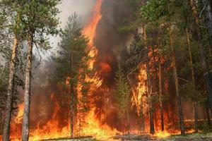 Приморье в огне: число пожаров увеличивается на 10-15 за сутки