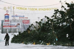 Владивосток может лишиться звания «столицы падающих елок»