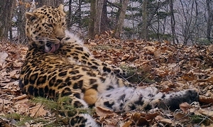 Леопард, который смог: хищник выжил в жестокой схватке в Приморье