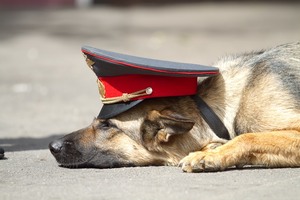 Полицейский пес «Нельсон» лишил новогоднего «счастья» наркопреступника во Владивостоке