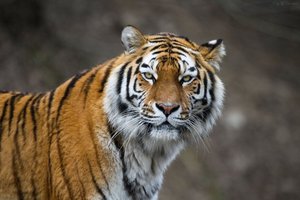 Истории о встречах с тигром подчас сочиняют сами приморцы - охотоведы