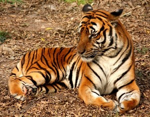 Крупный тигр открыл сезон охоты под Уссурийском 