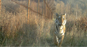 Тигр, гулявший по столице Приморья, скорее всего, станет Владиком