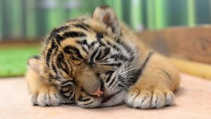 Тигрица Уссури из Приморского сафари-парка родила двух малышей, один из которых умер