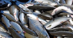 Улов приморских рыбаков превысил прошлогодний на 65 тысяч тонн