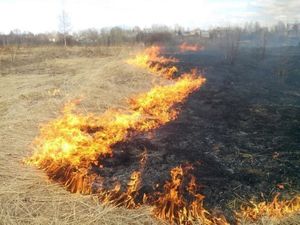 Власти пытаются остановить весенние палы рублем и репрессиями