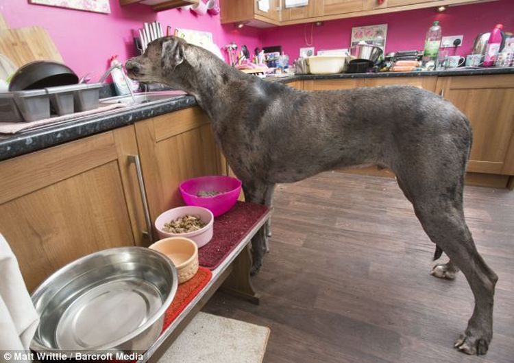 Немецкий дог из Великобритании признан самой большой собакой в мире - Relax  |